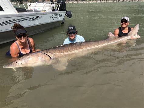 Sturgeon Slayers: Guided Sturgeon Fishing On The Fraser River