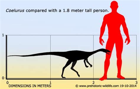 Coelurus Pictures & Facts - The Dinosaur Database