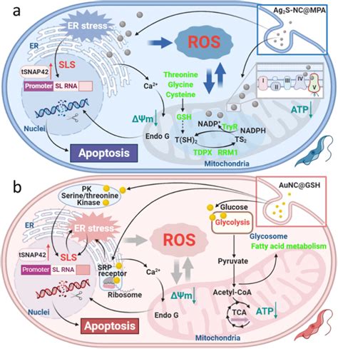 Schematic representation of the proposed cytotoxic mechanism induced by ...