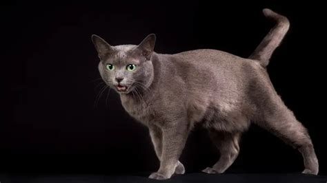 KORAT CAT PERSONALITY AND BREED ( ALL YOU NEED TO KNOW) - DorkyCats