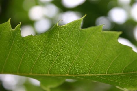 Sweet Chestnut Leaf | A mediocre picture of a sweet chestnut… | Flickr