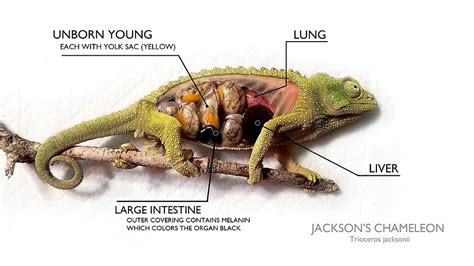 "Jackson's Chameleon Anatomy with Labels" by Anatomika | Redbubble