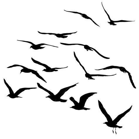 Premium Vector | Vector silhouettes of flying seagulls isolated birds black outline