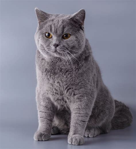 English Cat Breeds | Cat breeds, British blue cat, Blue cats