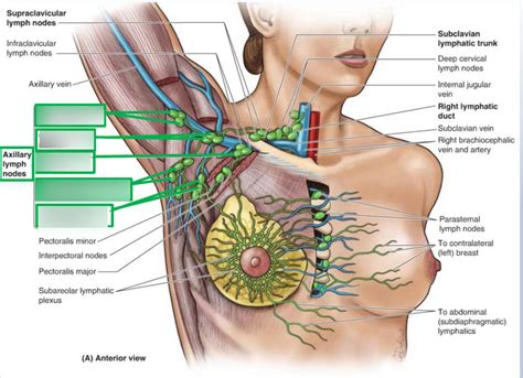 Axillary Lymph Nodes Diagram | Quizlet