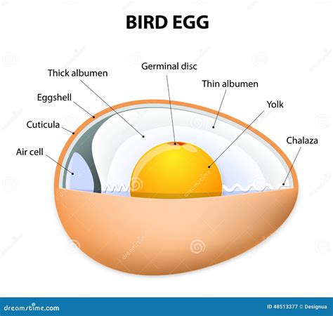 Bird egg structure stock vector. Illustration of background - 48513377