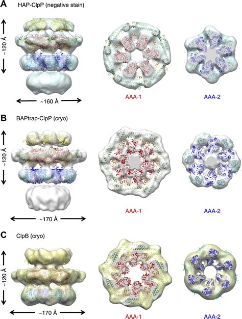 Head-to-tail interactions of the coiled-coil domains regulate ClpB activity and cooperation with ...