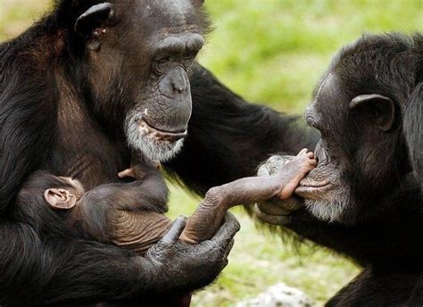 Love Chimp mom and dad and baby | What Will Matter