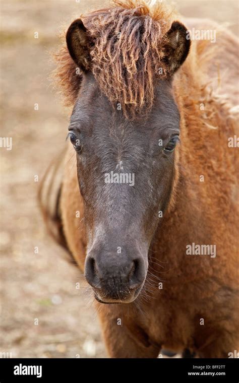 Brown Shetland pony Stock Photo - Alamy