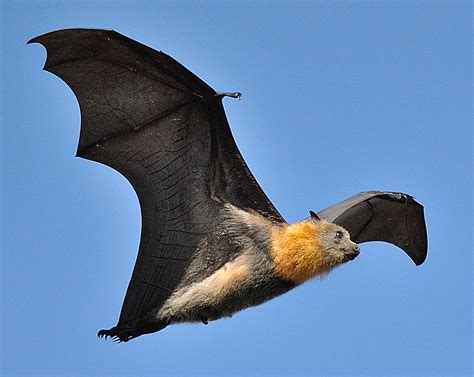 Pretty, good fliers - Grey Headed Flying Fox@Parramatta. D… | Flickr