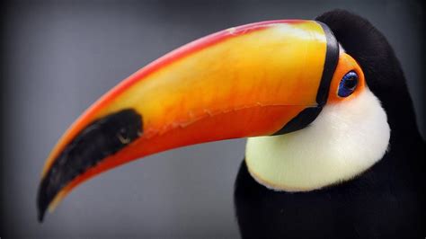 Toucan Wallpapers - Wallpaper Cave