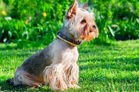 Yorkie Growth Chart: Weight, Height, Developmental Stages & More ...