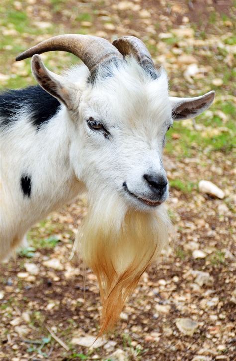 Here Is a List of 10 Extremely Good Goat Beards - Modern Farmer | Goats, Goats beard, Cute goats