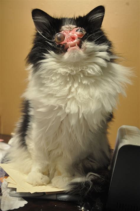 Meet Chase No Face, the heroic, seriously disfigured kitty - Boing Boing