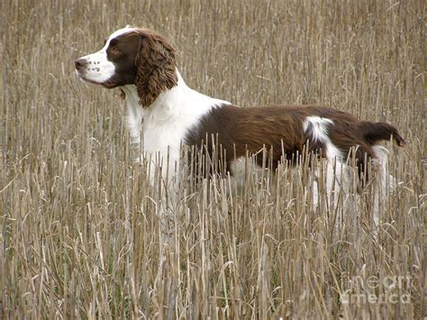 spring spaniel grooming