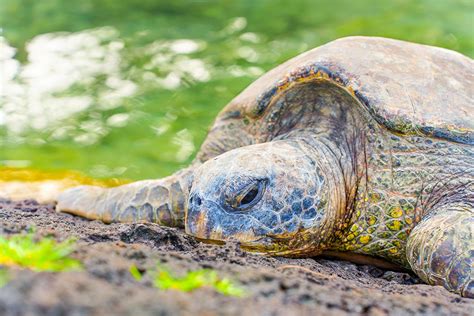 5 Best Snorkeling Spots in Hawaii | Stunning Marine Life & Sights