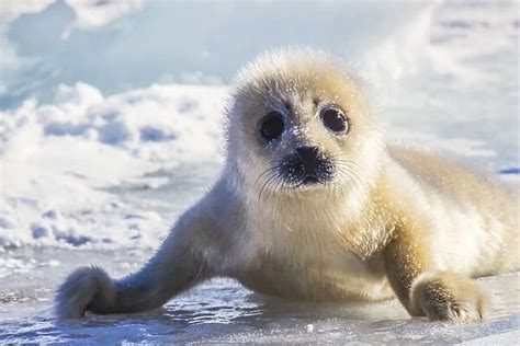 Harp Seal pup sitting up on flippers looking at camera