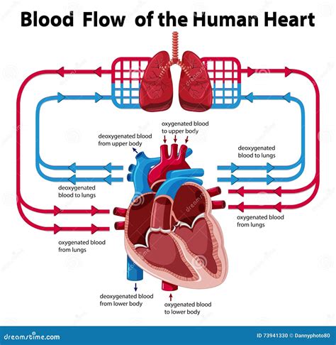 Human Heart Flow Chart