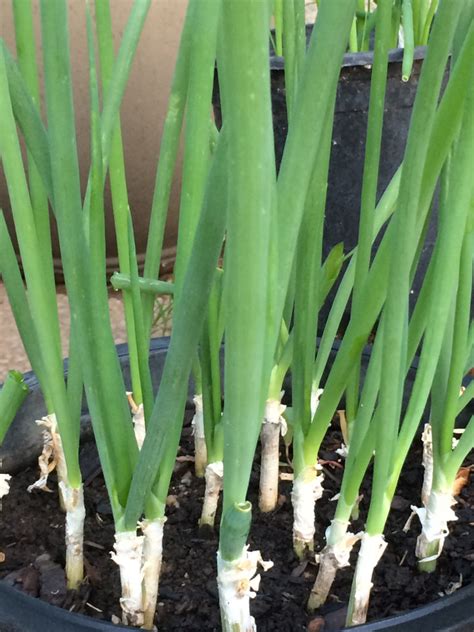 How to Grow Green Onions: 3 Ways to Grow Green Onions - Plant Instructions