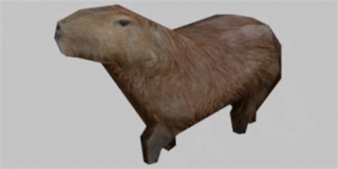 Capybara Drip Meme