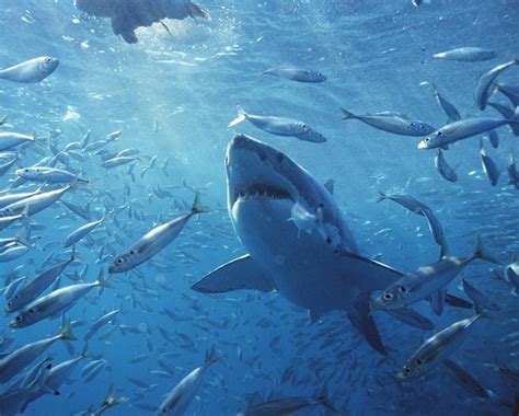 great white sharks habitat