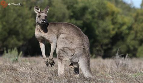 Eastern Grey Kangaroo useful facts for wildlife tour guides | Echidna Walkabout