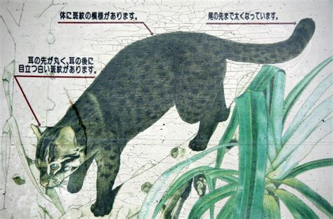 Fun Facts about the Iriomote Wildcat | YABAI - The Modern, Vibrant Face of Japan