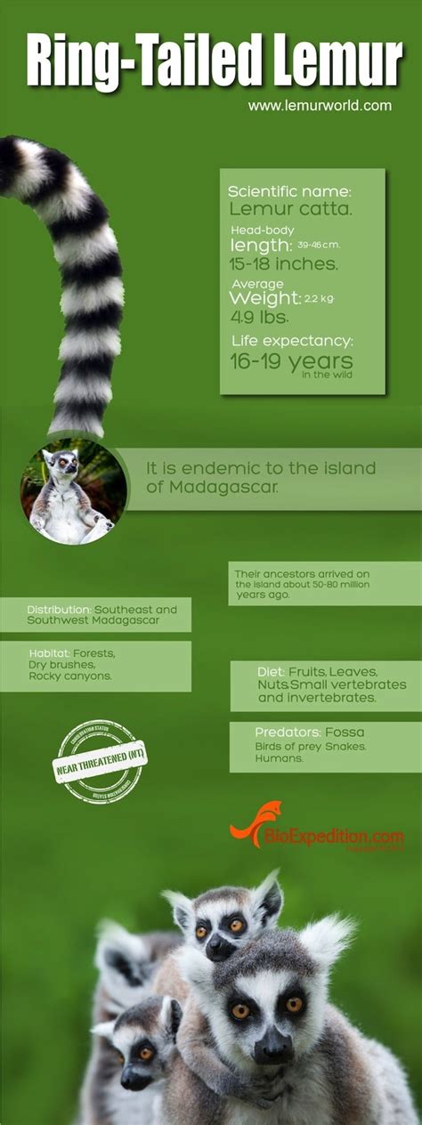 Ring-Tailed Lemur Infographic - Lemur Facts and Information