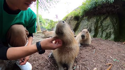 Affectionate Capybaras Line Up for a Good Scratching Session With Their Caretaker at a Nagasaki ...