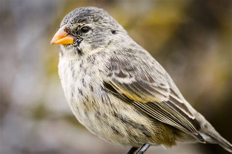 Charles Darwin Theory Of Evolution Finches