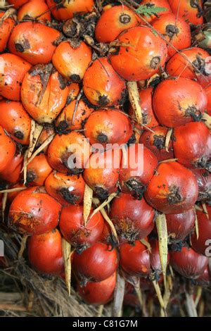 Palm Oil Fruits Stock Photo - Alamy
