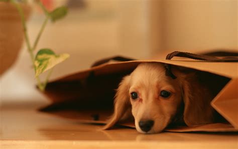 Cute Dog Wallpaper - WallpaperSafari