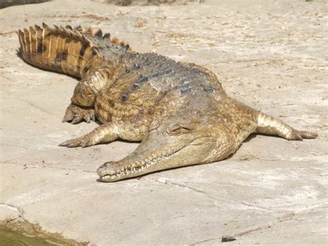 Freshwater Crocodile | The Life of Animals