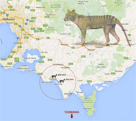 Tasmanian Wolf Sightings