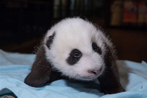 National Zoo Panda Cub Update