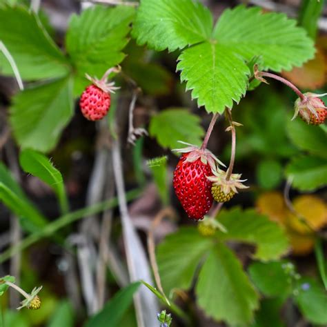 Strawberry Varieties Article Archives – Page 3 of 3 – Strawberry Plants