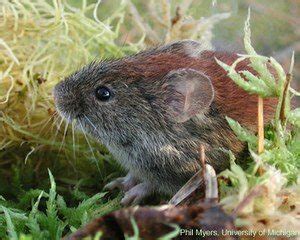 Northern Red-backed Vole - Sierra Club BC