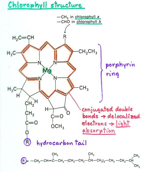 Chlorophyll Structure