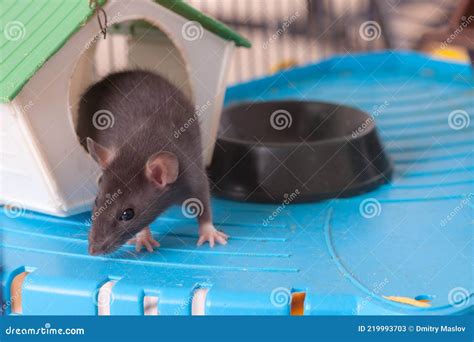 Domestic Baby Rat in a Cage Stock Image - Image of baby, indoors: 219993703