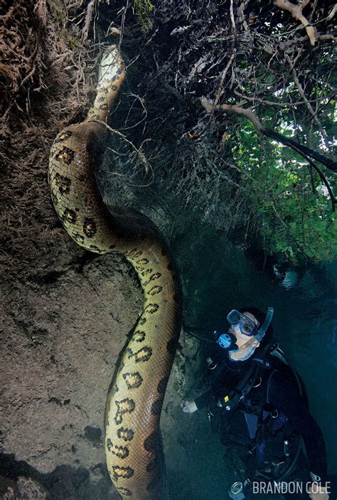 15 Insane Underwater Photos of the Deadliest Animals in Brazil | Amazon river, Deadly animals ...