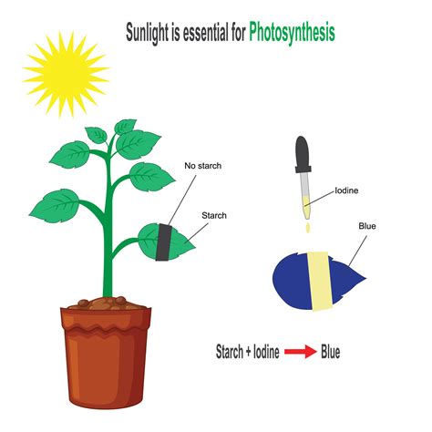 Experiment with Plant, Photosynthesis, sunlight is essential for photosynthesis,starch iodine ...