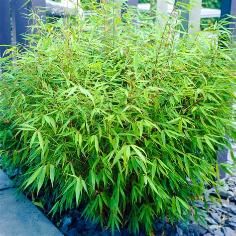 Fargesia Rufa Bamboo 40-50cm Outdoor Potted Garden Evergreen Plant In 14cm Pot 5059442012886 | eBay