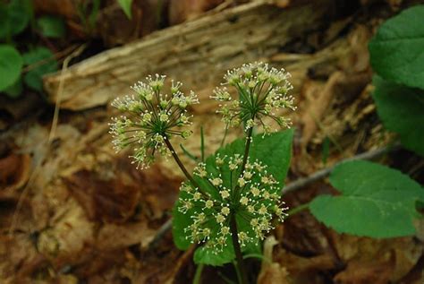 Wild Sarsaparilla Identification – Aralia nudicaulis – Off Grid Living ...