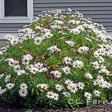 Montauk or Nippon Daisies - Hyannis Country Garden