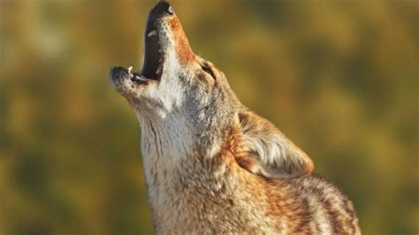 Coyote Sounds: What Kind Of Noises Do Coyotes Make?