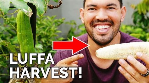 I Grew My Own Luffa Sponge | Luffa Gourd Harvest & Growing Tips - YouTube