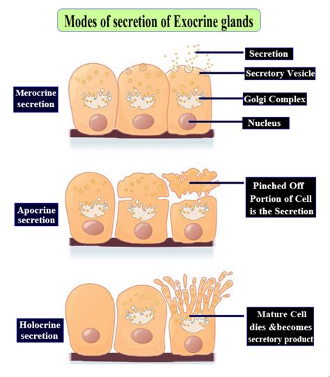 When the glandular cells break down completely, the gland is known as ...