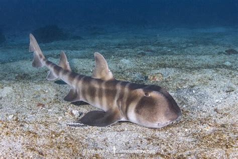 Japanese Bullhead Shark - Heterodontus japonicus