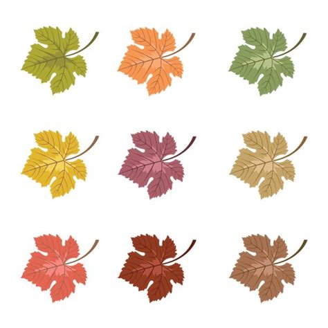 Feuille De Vigne Vectoriels et illustrations libres de droits - iStock