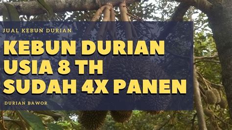 Jual Kebun durian Bawor Murah Usia Pohon 8 th dan sudah 4 Kali Panen ...